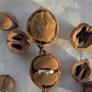 胡桃のリングケース:黄金